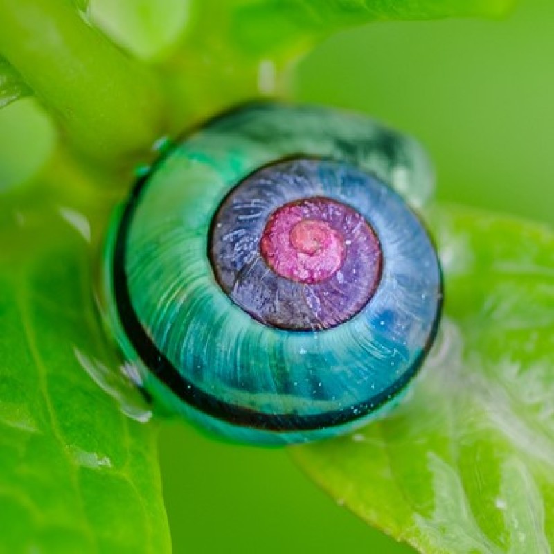 SNAIL EXTRACT (5)